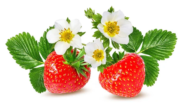 Fleur de fraise et de fraise isolée sur blanc — Photo