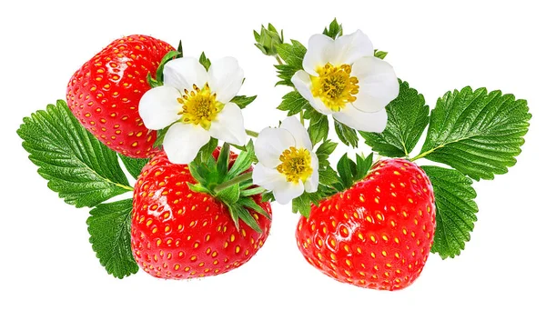 Erdbeere und Erdbeerblüte isoliert auf weiß — Stockfoto