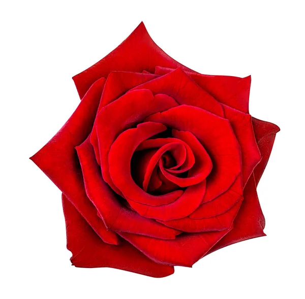 Rose isolated on the white — Stock Photo, Image