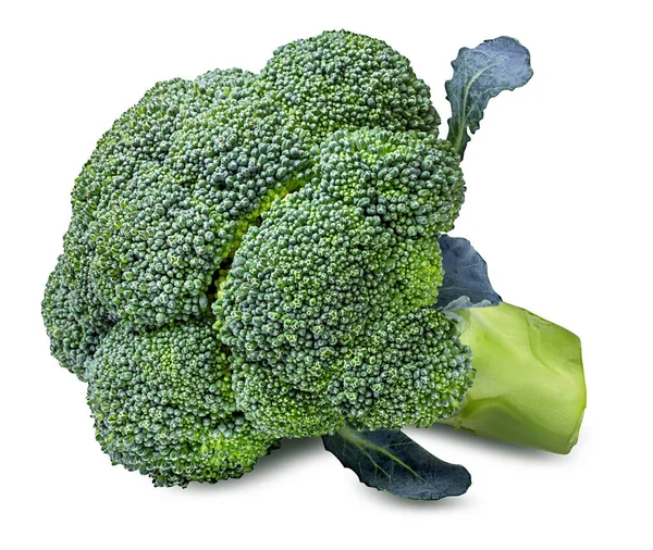 Broccoli geïsoleerd op wit — Stockfoto