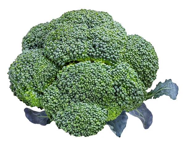 Broccoli geïsoleerd op wit — Stockfoto