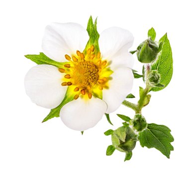 Çilek çiçeği bembeyaz 