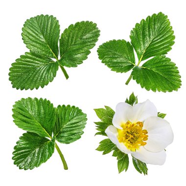 Çilek çiçeği bembeyaz 