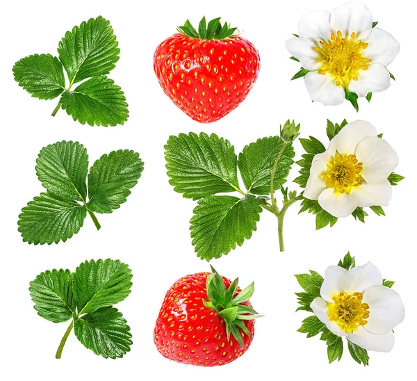 딸기와 딸기 꽃 흰색 절연 — 스톡 사진