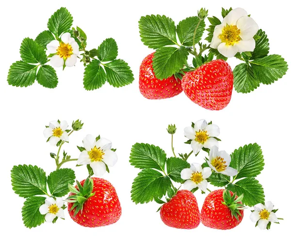 Fragola e fiore di fragola isolato su bianco — Foto Stock