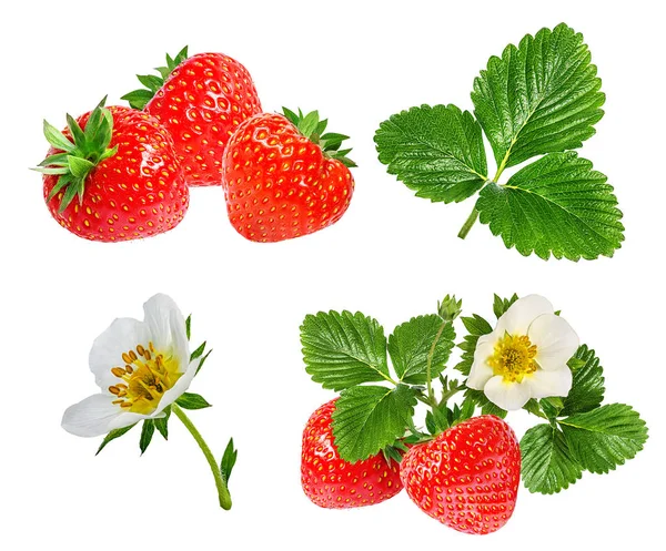 Flor de morango e morango isolado em branco — Fotografia de Stock