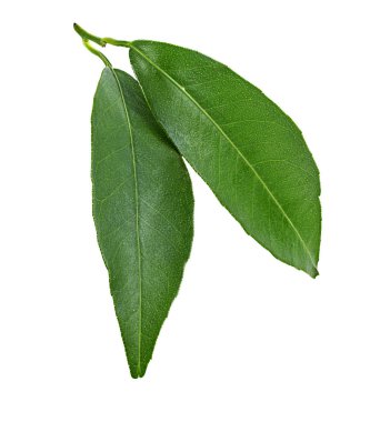 şeftali yaprak beyaz zemin üzerine izole