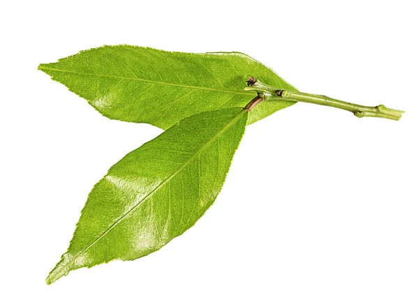 Φύλλα Λεμονιού Και Γλυκολέμονου Που Απομονώνονται Λευκό Φόντο — Φωτογραφία Αρχείου