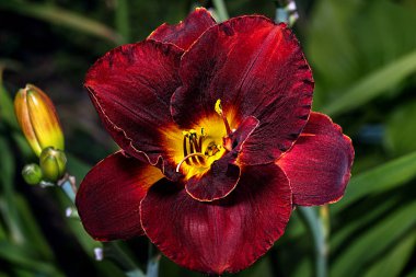 Yeşil arka planda Lilly çiçeği