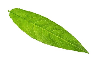 Şeftali rengi yaşam beyaz arkaplanda izole