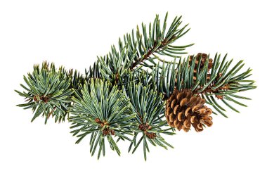 Beyaz arkaplanda izole edilmiş köknar ağacı