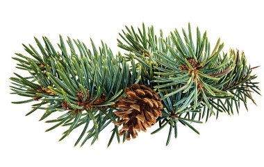 Beyaz arkaplanda izole edilmiş köknar ağacı