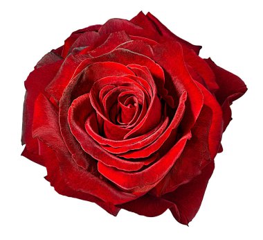 beyaz arkaplanda izole gül