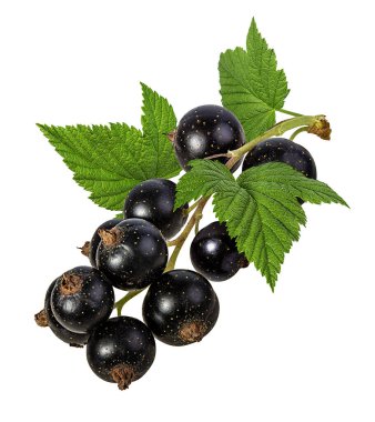 Beyaz arka plan Kırpma Yolu'nda yalıtılmış frenk üzümü