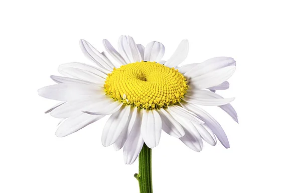 Fleur Camomille Isolée Avec Chemin Coupe — Photo