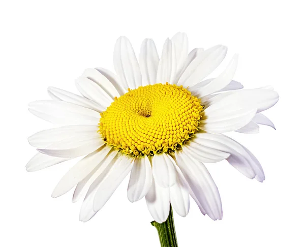 Heřmánkový Květ Izolovaný Výstřižkovou Cestou — Stock fotografie