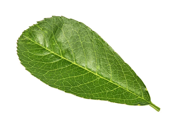 Apple Leaf White Background — Stock Photo, Image
