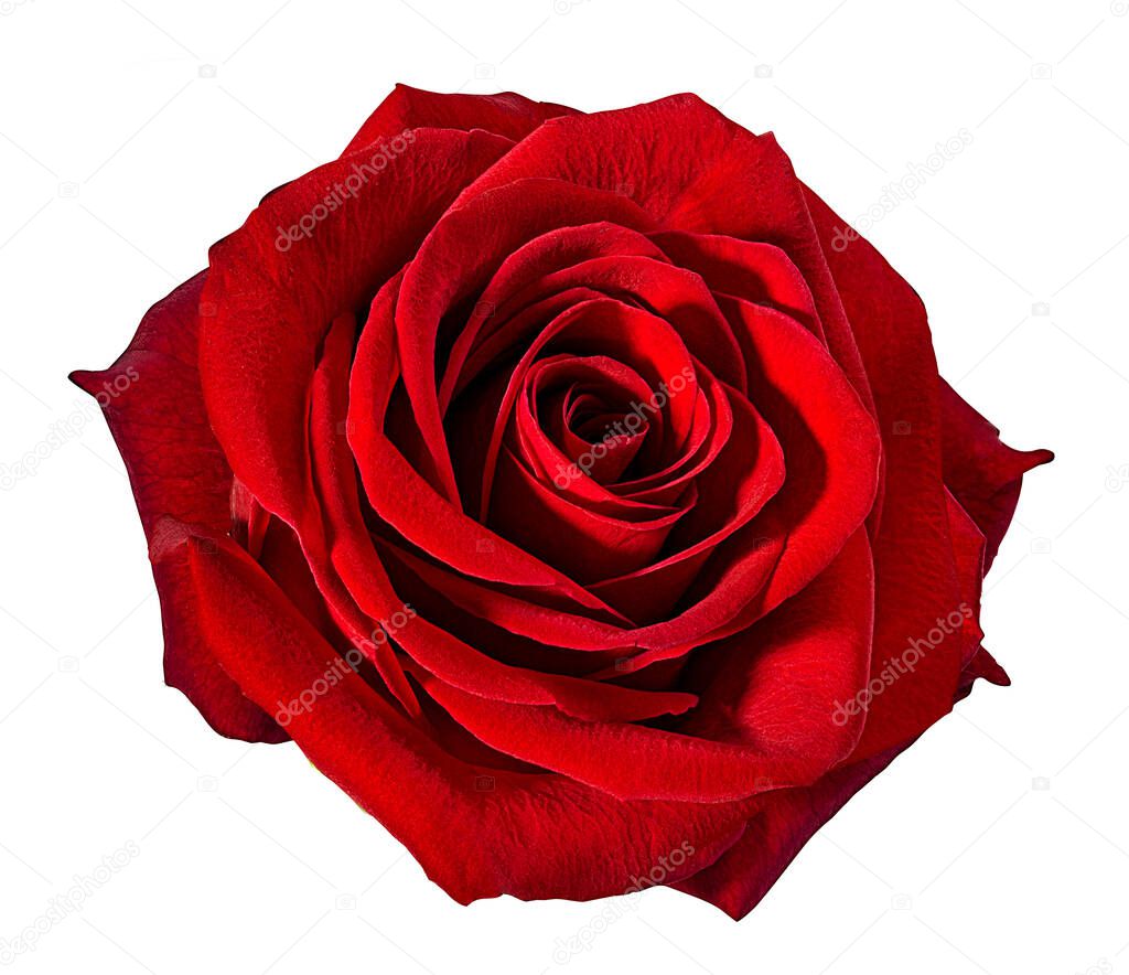 rose isolated on white background