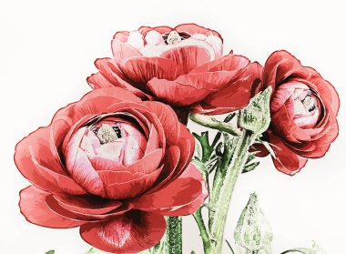 Ranunculus (Farsça düğün çiçekleri), beyaz, suluboya resimleme