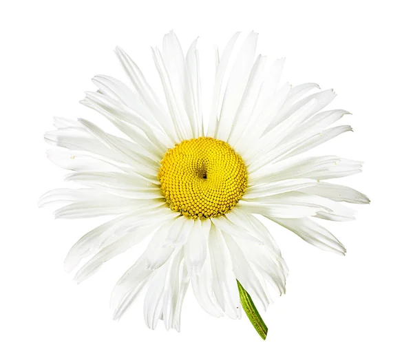 Chamomile Flower Isolated Clipping Path — Stock Photo, Image