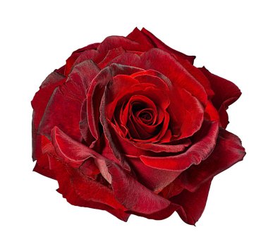 beyaz arkaplanda izole gül