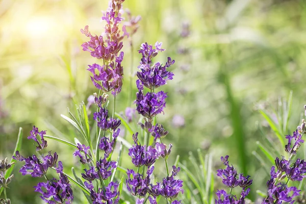 Lavendel Blommor Trädgård Utomhus — Stockfoto