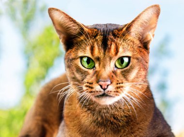 Bahçedeki Habeş kedisi.