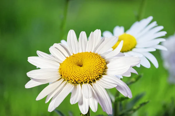 Fleur Camomille Extérieur Dans Jardin — Photo