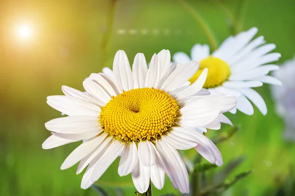 Kwiat Rumianku Świeżym Powietrzu Ogrodzie — Zdjęcie stockowe