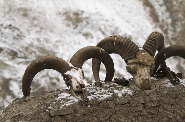 Crânios de Bharal em uma parede do abrigo de gado em Ladakh, Índia — Fotografia de Stock