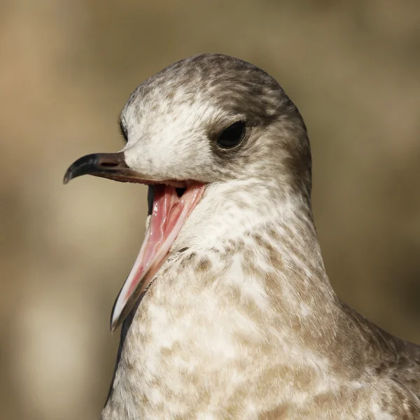 Mladí bouřní Larus canus — Stock fotografie