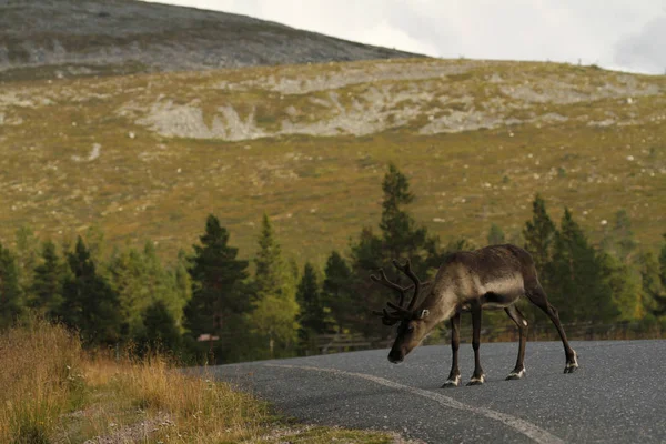 Rendieren op de weg van het station in Finland. — Stockfoto