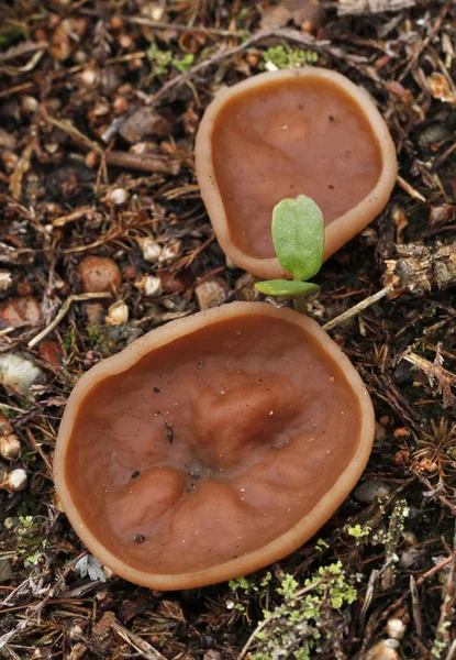 Fungo delle orecchie di maiale — Foto Stock