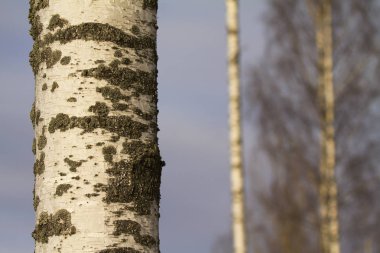 Ormandaki ağaç gövdesi.