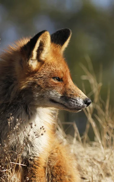 Stadtfuchs in Finnland — Stockfoto