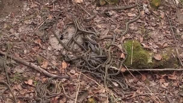 Röd dubbelsidig strumpeband ormar parning — Stockvideo