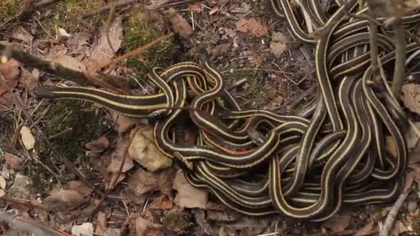 Giarrettiera rossa serpenti accoppiamento — Video Stock