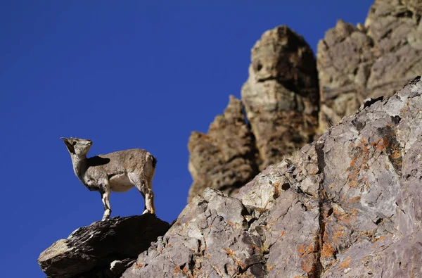 Bharal of blauw schapen Pseudois nayaur — Stockfoto