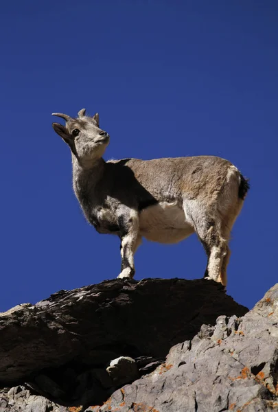 Bharal ou ovelha azul Pseudois nayaur — Fotografia de Stock