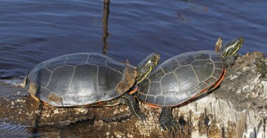 Western painted turtles clipart