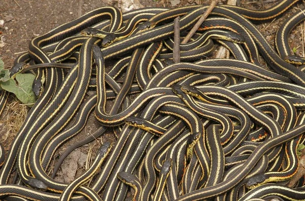Group of red sided garter snakes mating. — Stock Photo, Image