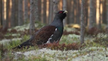 Erkek çalıhorozu, Tetrao urogallus