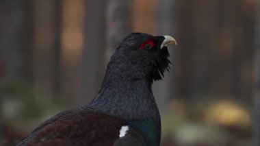 Erkek çalıhorozu, Tetrao urogallus