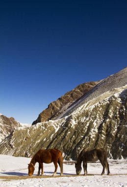 İki at Himalayalar'da, Hindistan otlatma.