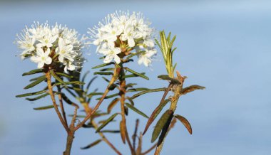 Labrador tea, Rhododendron tomentosum clipart