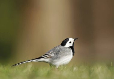 Beyaz kuyruksallayan, motacilla alba