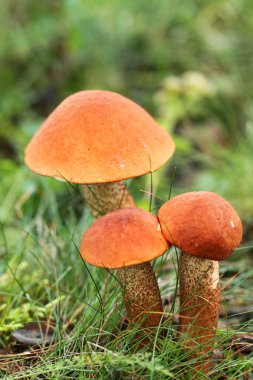 Leccinum aurantiacum mantar