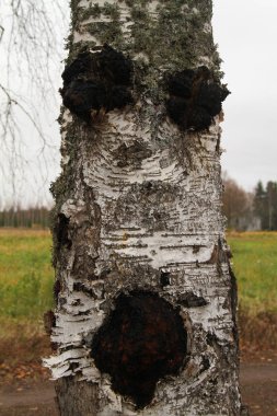 Chaga mantar, Inonotus obliquus.