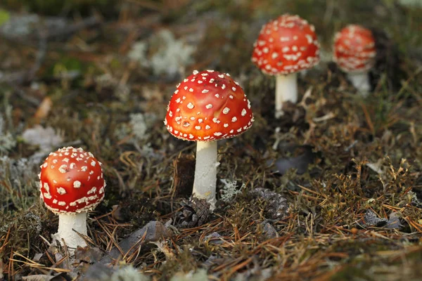 Красная муха агарический гриб, Amanita muscaria . — стоковое фото