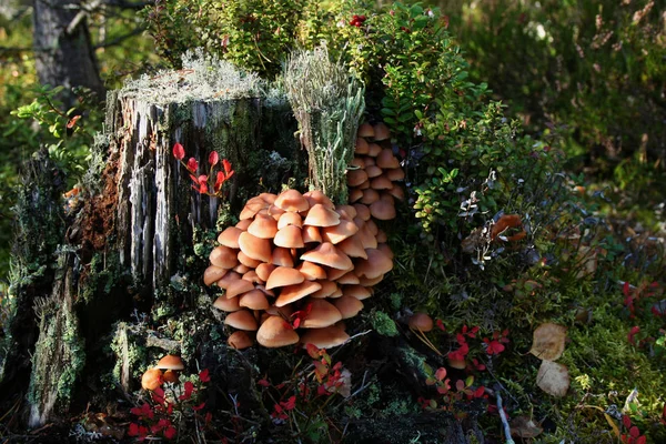 Опоясанная древесина, Kuehneromyces mutabilis . — стоковое фото